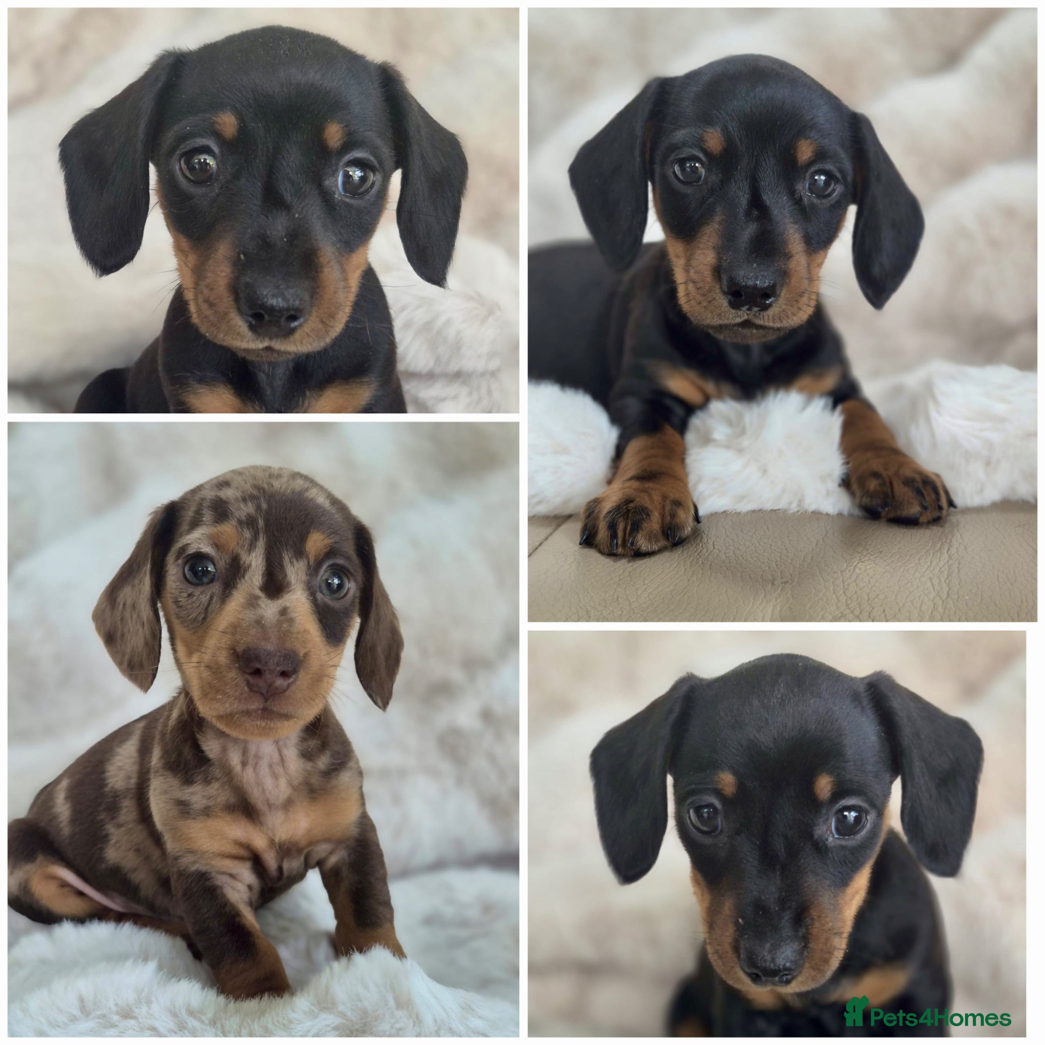 Miniature Dachshund dogs Cutie Beauty Miniature Dachshund Puppies - Advert 6