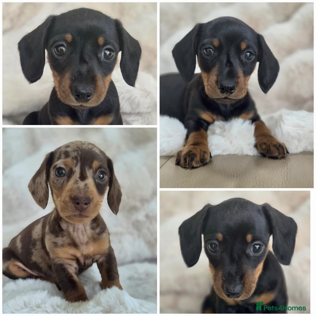 Miniature Dachshund dogs for sale: Last Girl & Boy - Miniature Dachshund Puppies - Advert 1