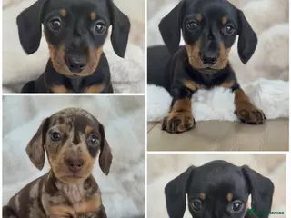 Miniature Dachshund dogs Cutie Beauty Miniature Dachshund Puppies - Advert 6