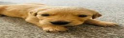 Golden Retriever dogs for sale: Golden retriever puppies (7)  in Barton-upon-Humber - Advert 17