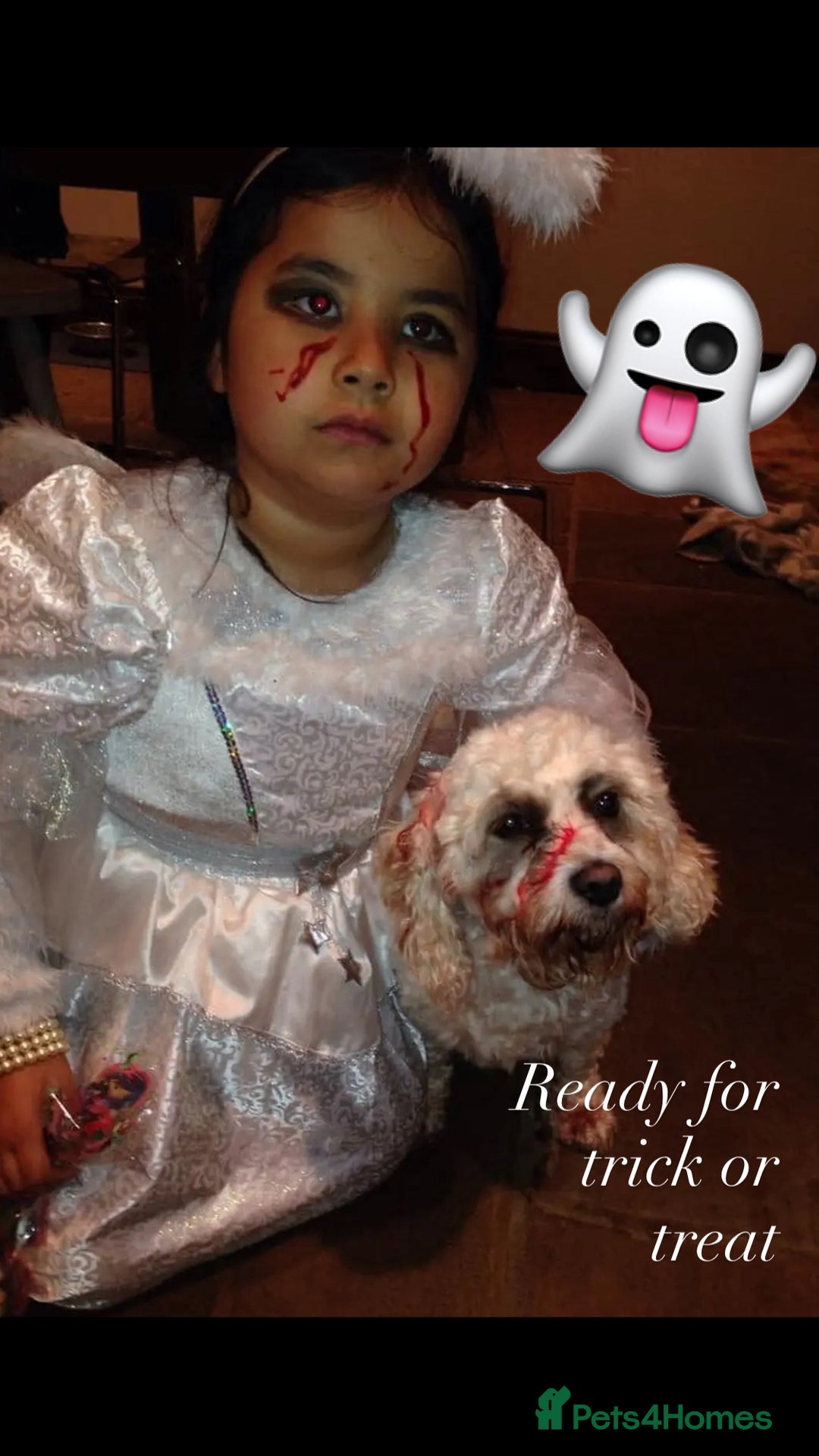 Cavapoo dogs for sale: Beautiful F2 cavapoo girls  - Advert 3