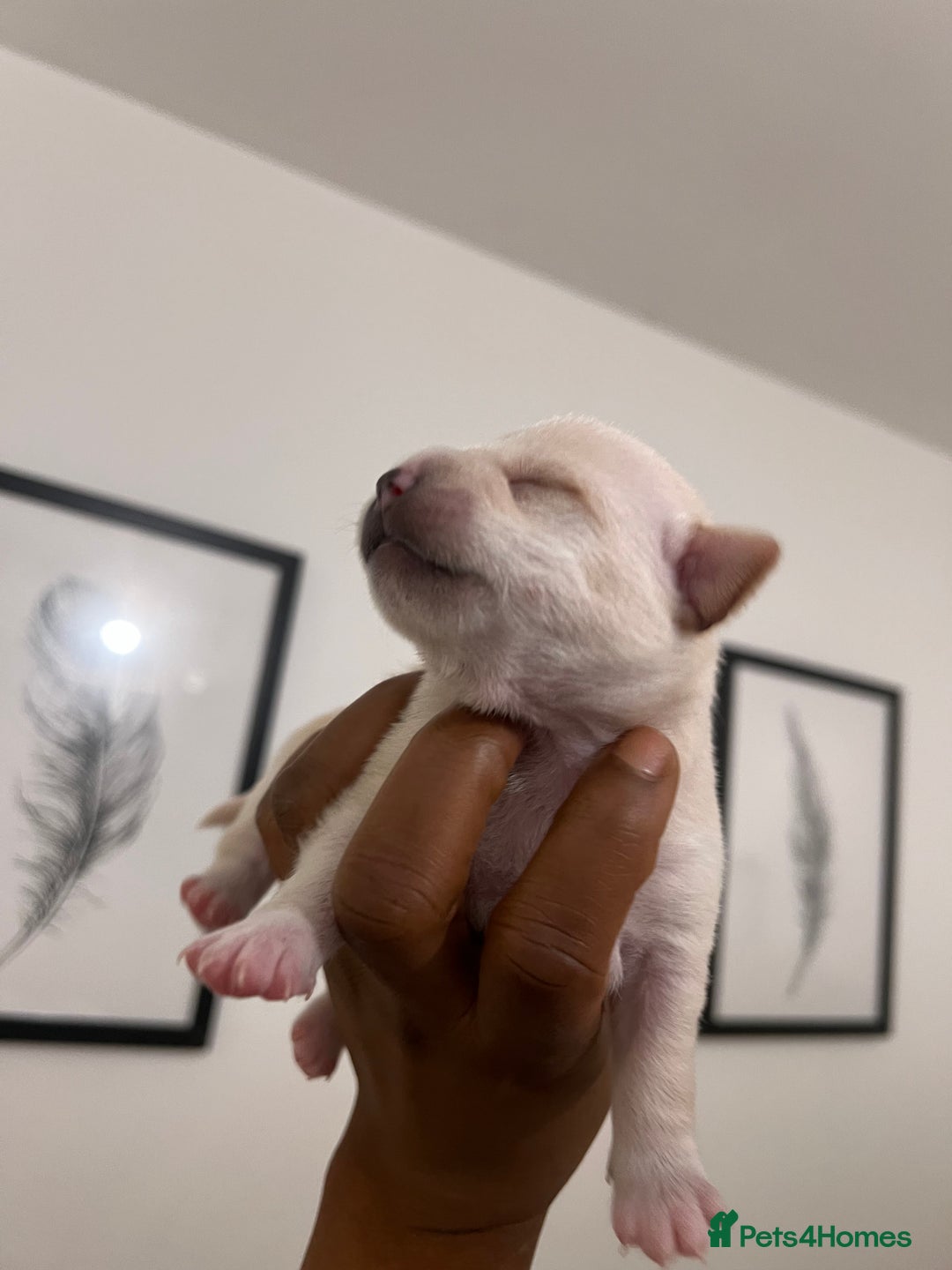 Mixed Breed dogs for sale: 🐾 Loving Homes Wanted for Two Puppies & Dad 🐾 - Image 12