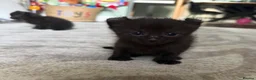 Mixed Breed cats for sale: Sphynx cross kittens  - Advert 1