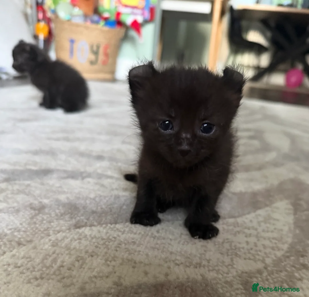 Mixed Breed cats for sale: Sphynx cross kittens  - Advert 1