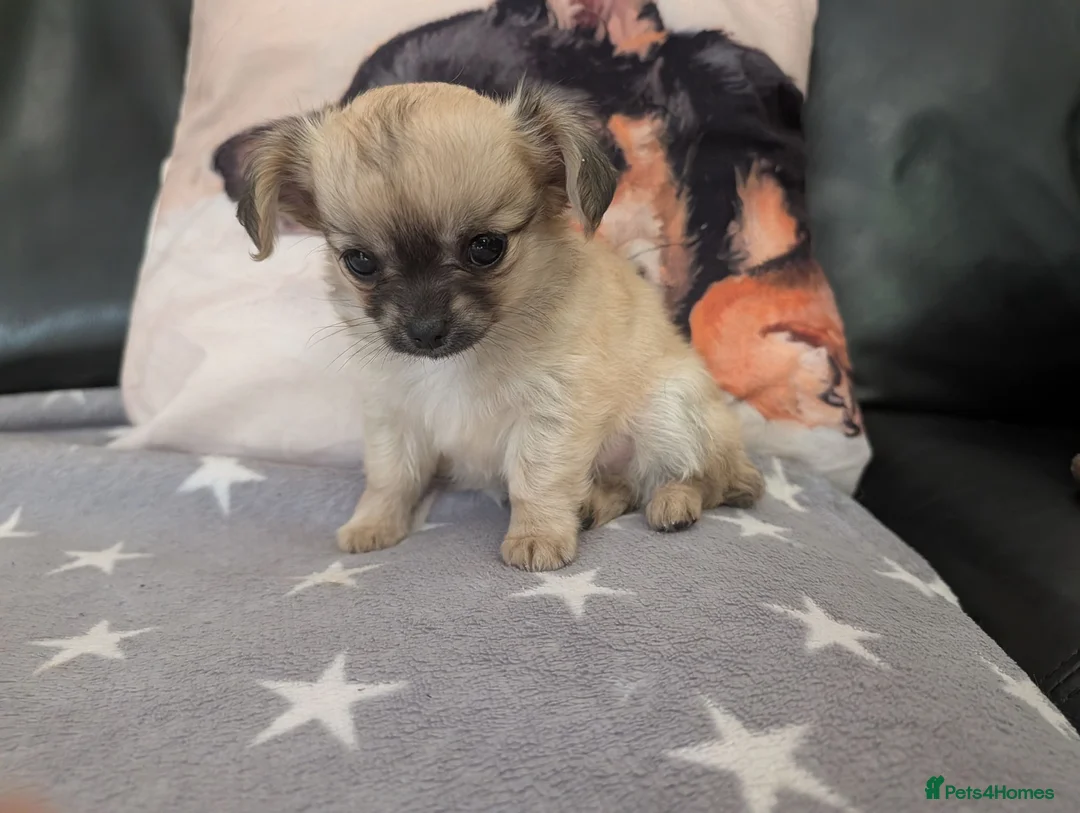 Chihuahua dogs for sale: beautiful mate chihuahua pup in Ripon - Advert 4