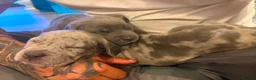 Mixed Breed dogs for sale: Cane corso mix puppies  - Advert 3