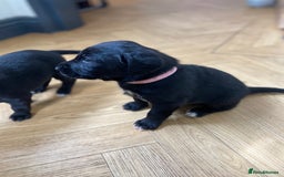 Mixed Breed dogs for sale: Beautiful pointer lab puppies!  - Image 29