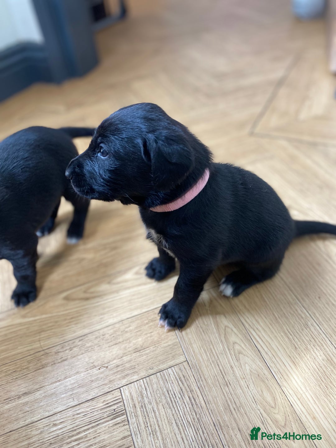 Mixed Breed dogs for sale: Beautiful pointer lab puppies!  - Image 29