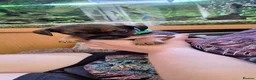 Border Terrier dogs for sale: 2 Boys.Border terrier puppies SLEMCLR parents  - Advert 26