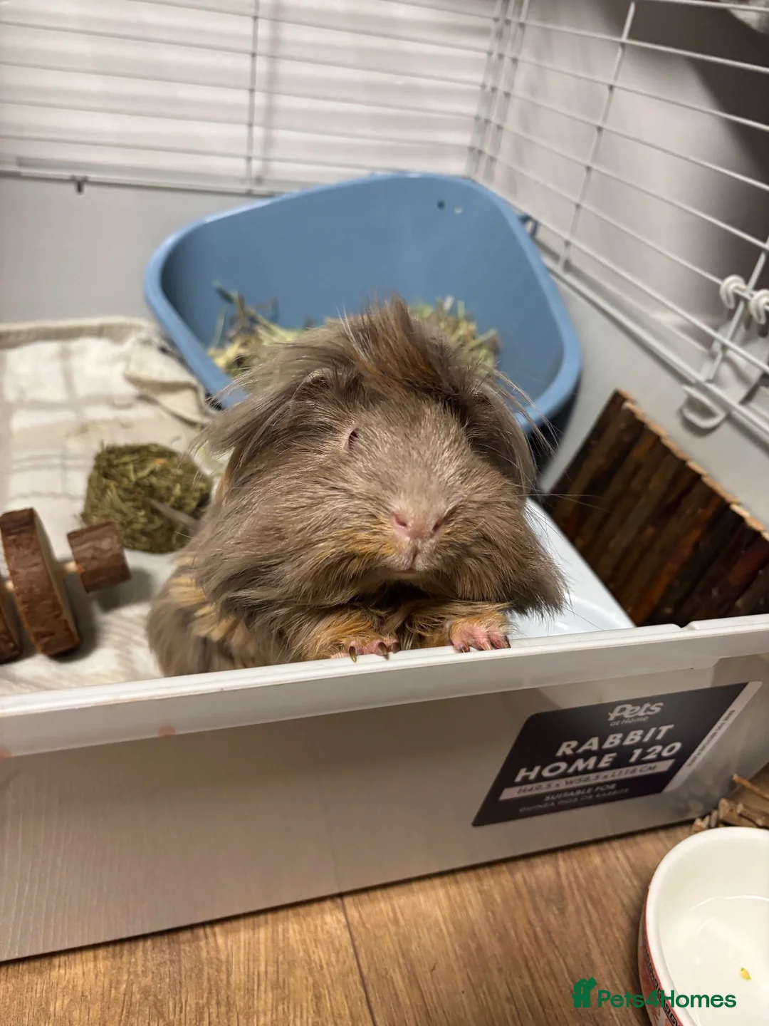 Guinea Pig rodents for sale: Long hair Guinea pig in Cardiff - Advert 2