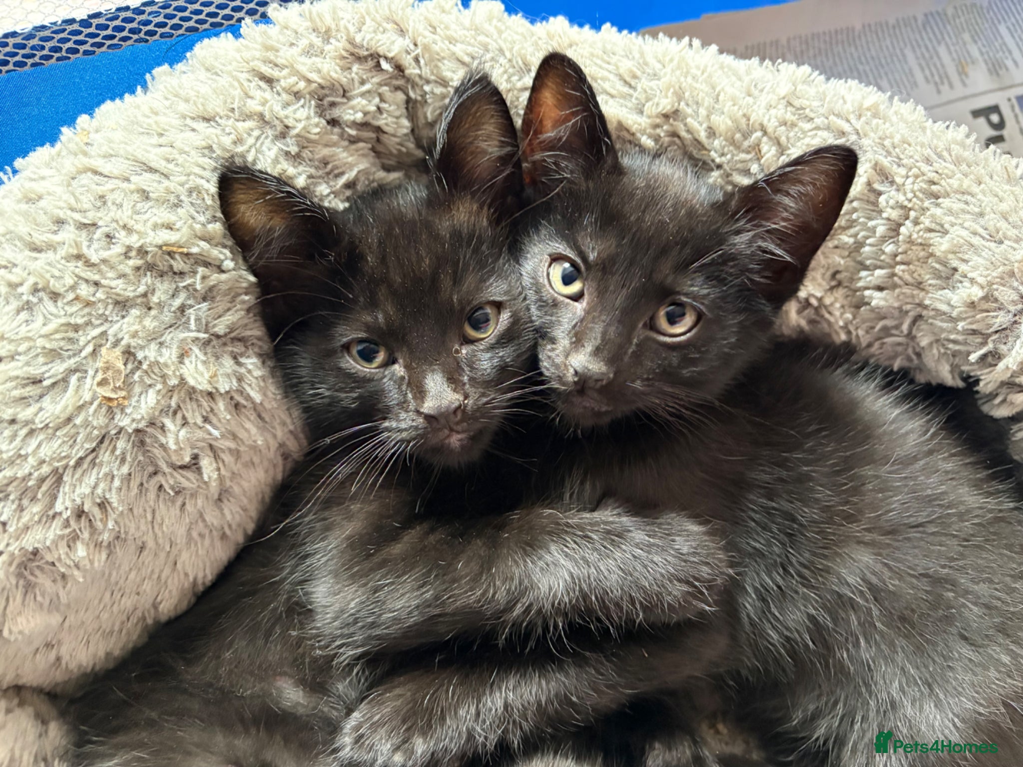 Ragdoll cats Three half ragdoll kittens, three black boys left - Advert 4