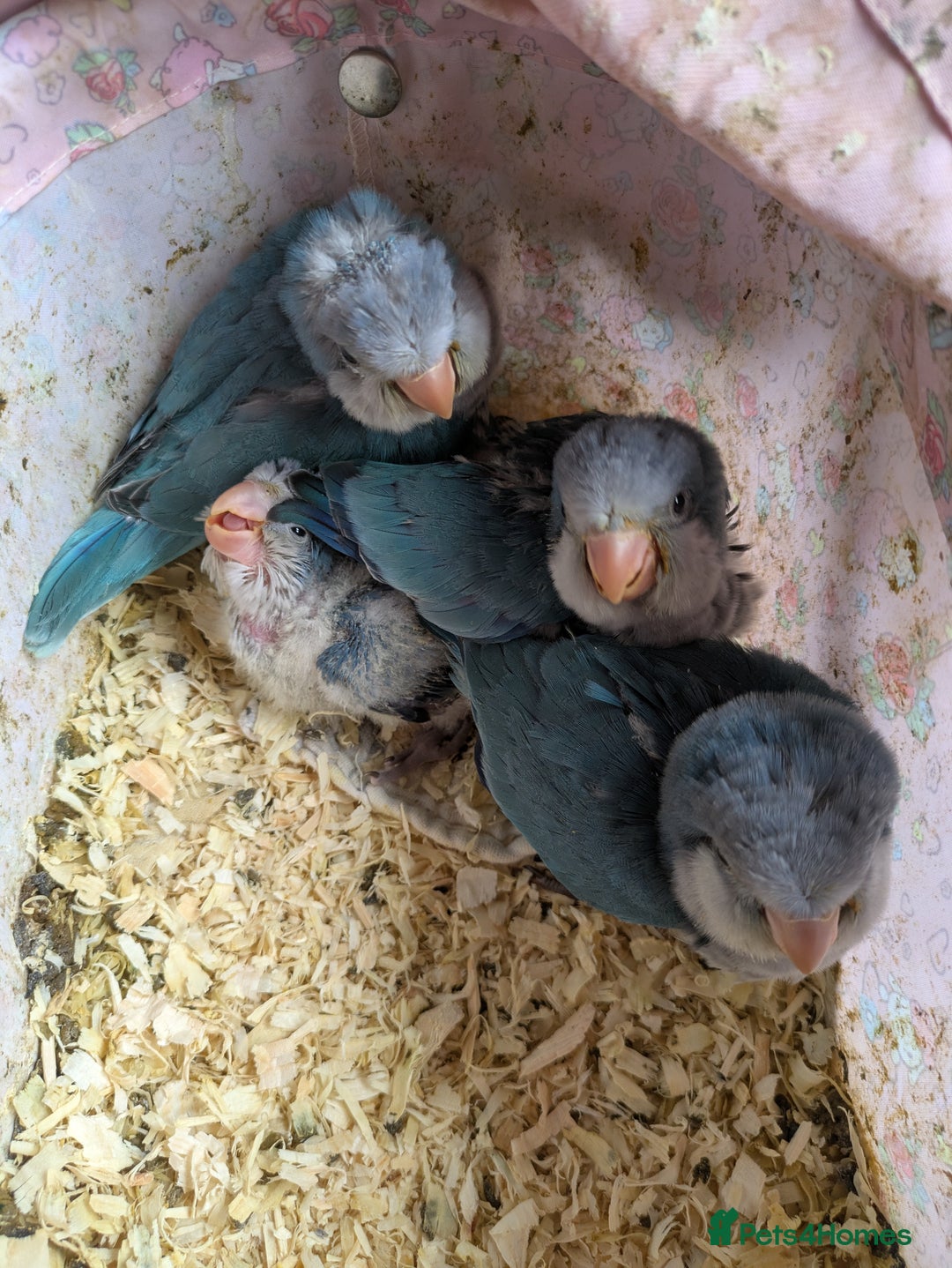 Parakeets birds for sale: Baby Quaker parrots boys and girls available  - Image 12