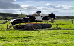 Irish Cob horses for sale: Henry -The real life super cob  - Image 2