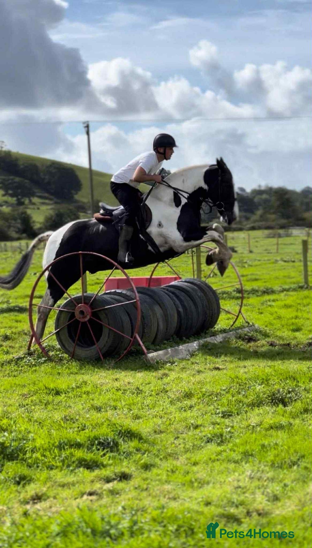 Irish Cob horses for sale: Henry -The real life super cob  - Image 2
