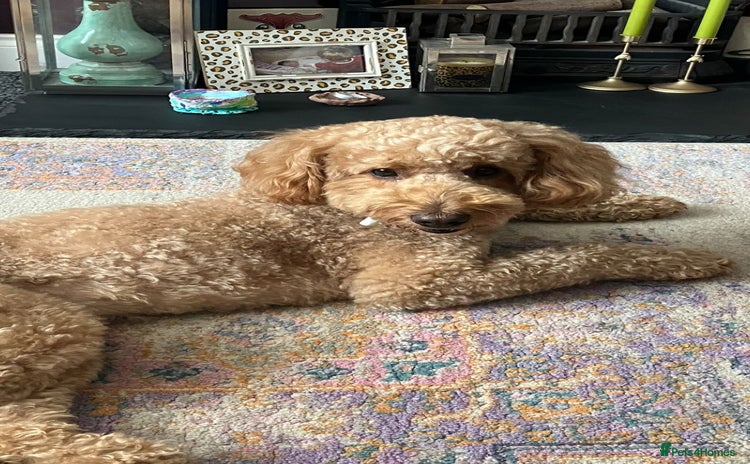 Mixed Breed dogs - Advert 1