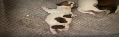 Mixed Breed 2