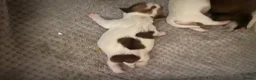 Mixed Breed dogs for sale: Jack Russell x puppies  - Advert 7