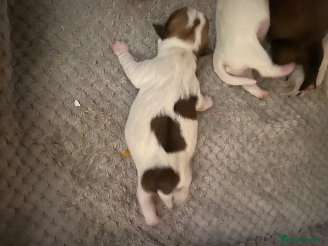 Mixed Breed dogs for sale: Jack Russell x puppies  - Advert 7