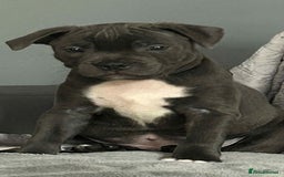 Staffordshire Bull Terrier dogs for sale: Pawfect puppies LAST BOY‼️ - Image 6