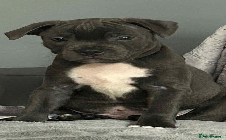 Staffordshire Bull Terrier dogs - Advert 2