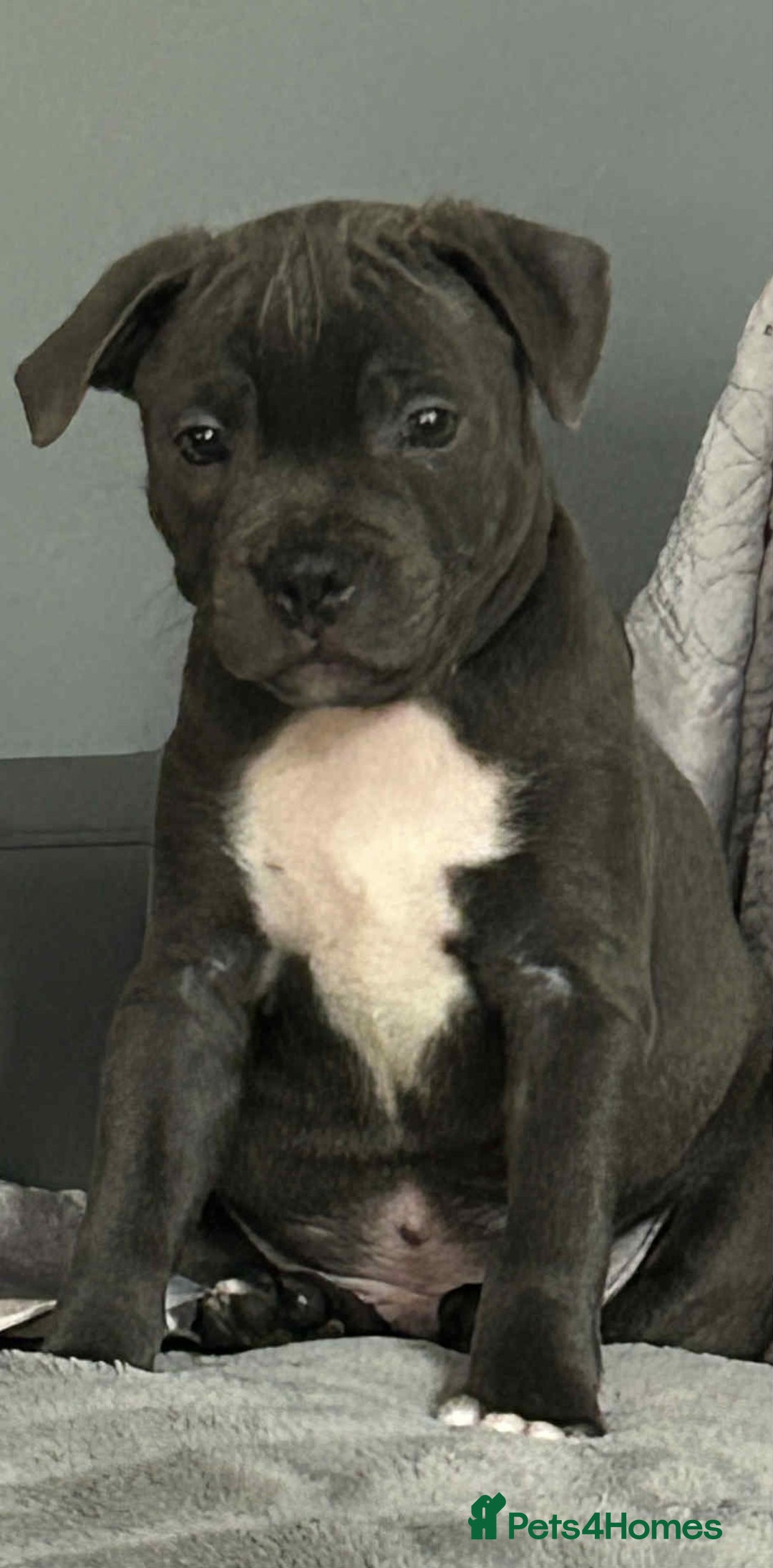 Staffordshire Bull Terrier dogs for sale: Pawfect puppies LAST BOY‼️ - Image 6