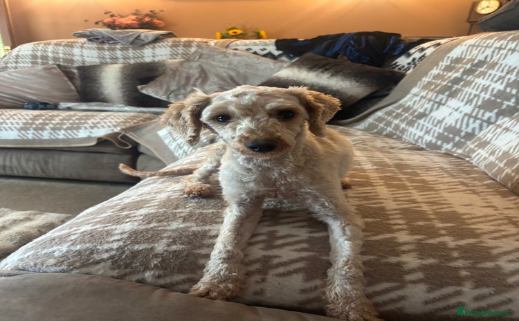 Miniature Poodle dogs - Advert 16