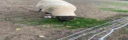 Sheep livestock for sale: Suffolk Ram - Advert 10