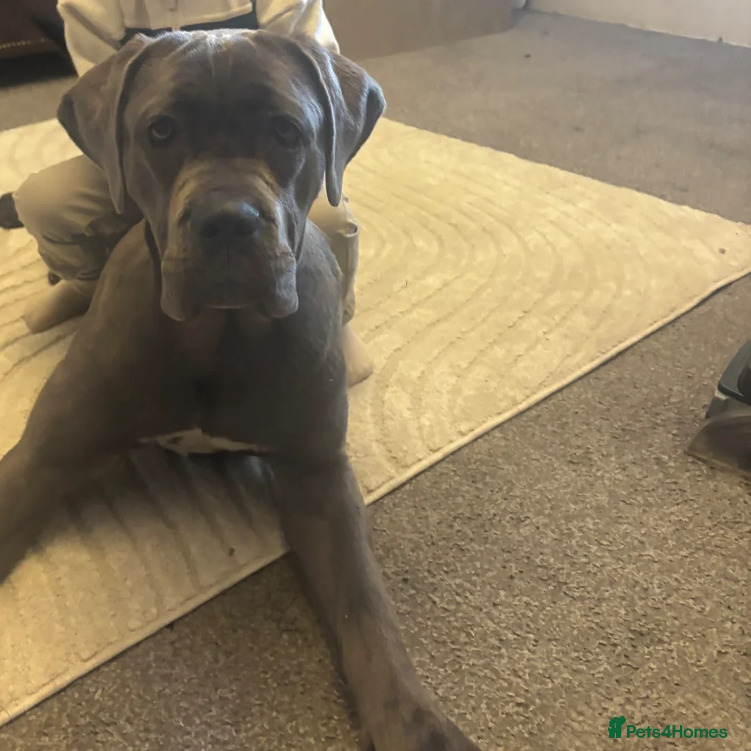 Cane Corso dogs for sale: Female cane corso  - Advert 1