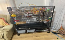 Cockatiels birds for sale: Cockatiel and Cage  - Image 4
