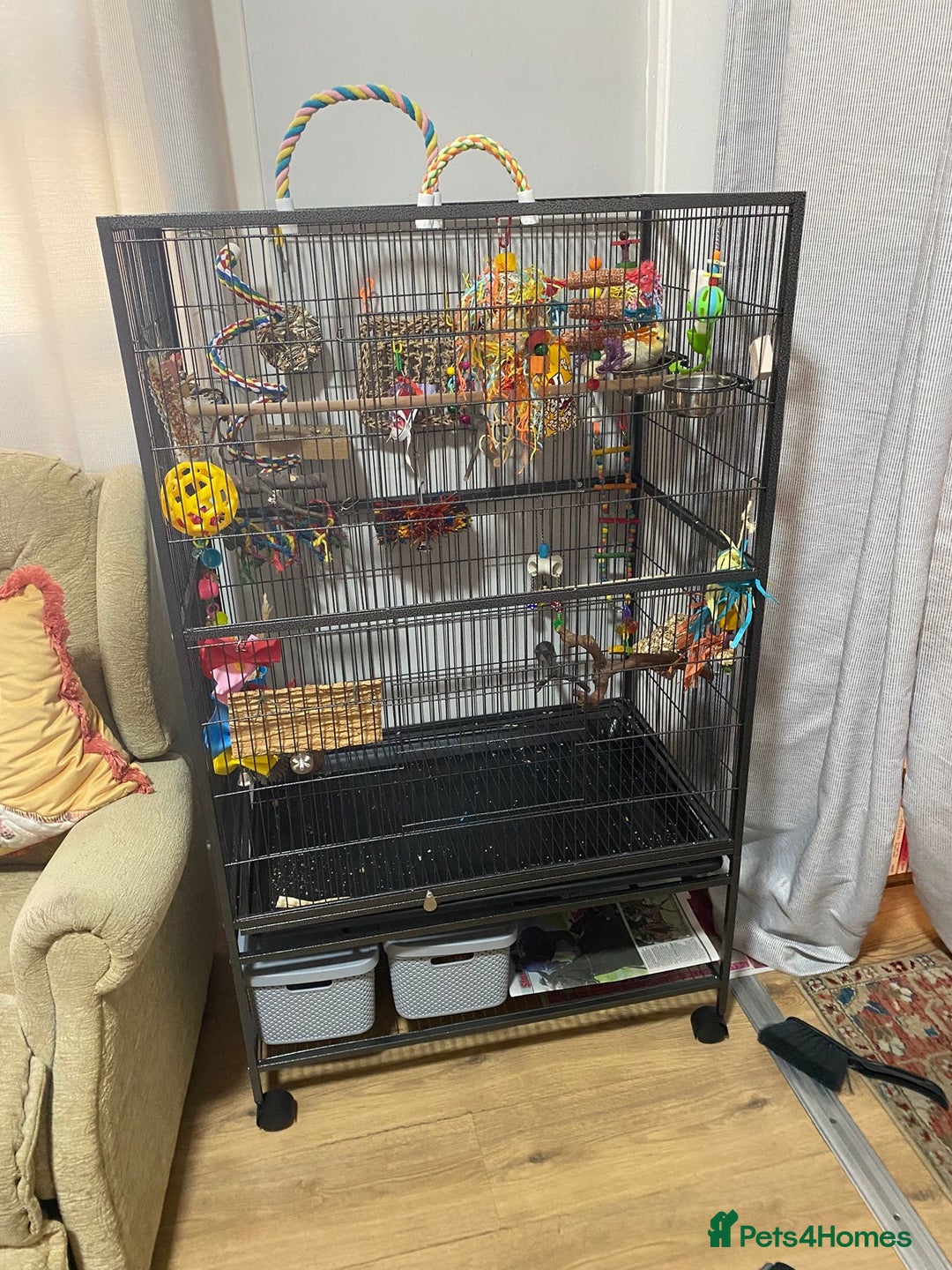 Cockatiels birds for sale: Cockatiel and Cage  - Image 4