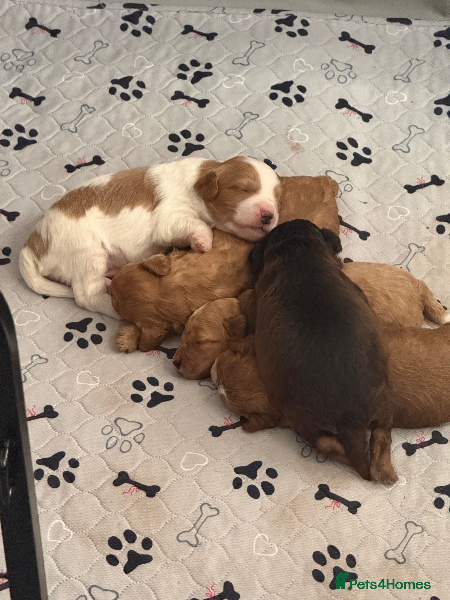 Cockapoo dogs Toy Poodle x Cockerpoo Puppies - Advert 3