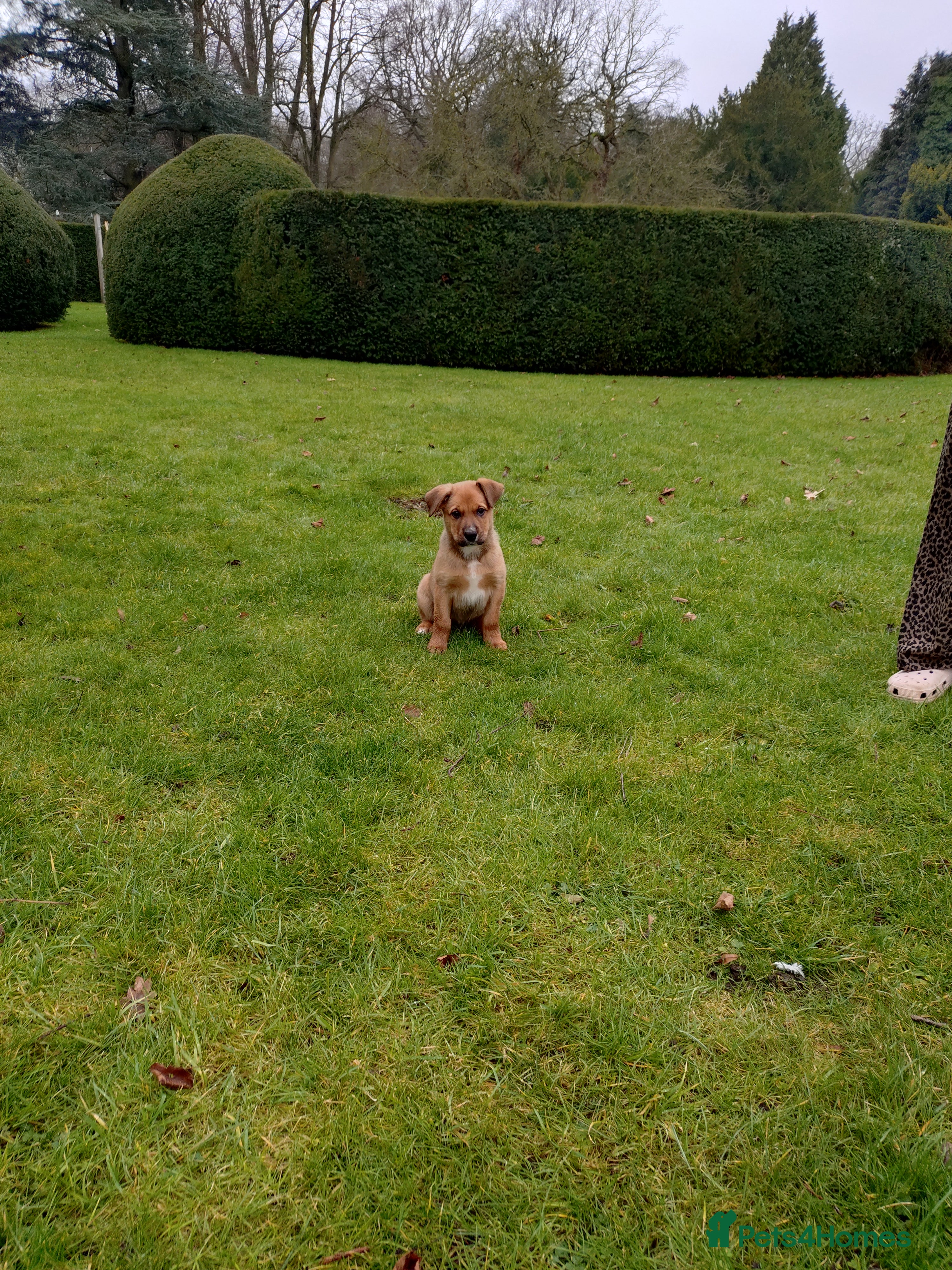 Mixed Breed dogs Huntaway X German shepherd X  - Advert 2