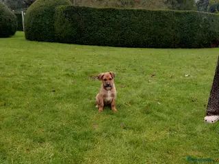 Mixed Breed dogs Huntaway X German shepherd X - Advert 2