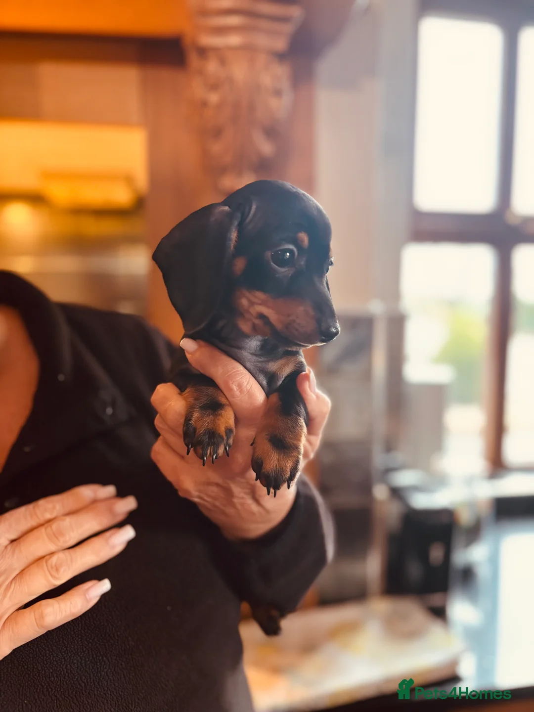Miniature Dachshund dogs for sale: PRA clear, KC girls, licensed breeder - Advert 10