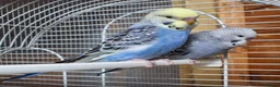 Budgerigars birds for sale: Baby Budgies  in Walsall - Advert 3
