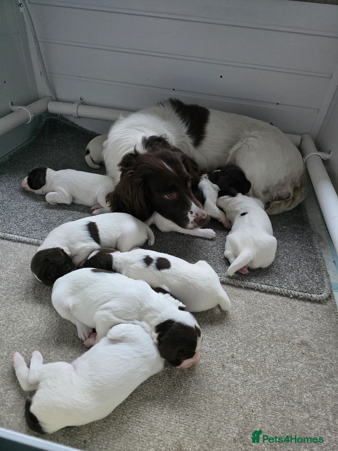 English Springer Spaniel dogs for sale:  Health tested Springer Spaniel puppies - Advert 26