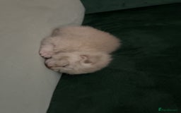 British Shorthair cats for sale: British Shorthair Kittens - Image 7
