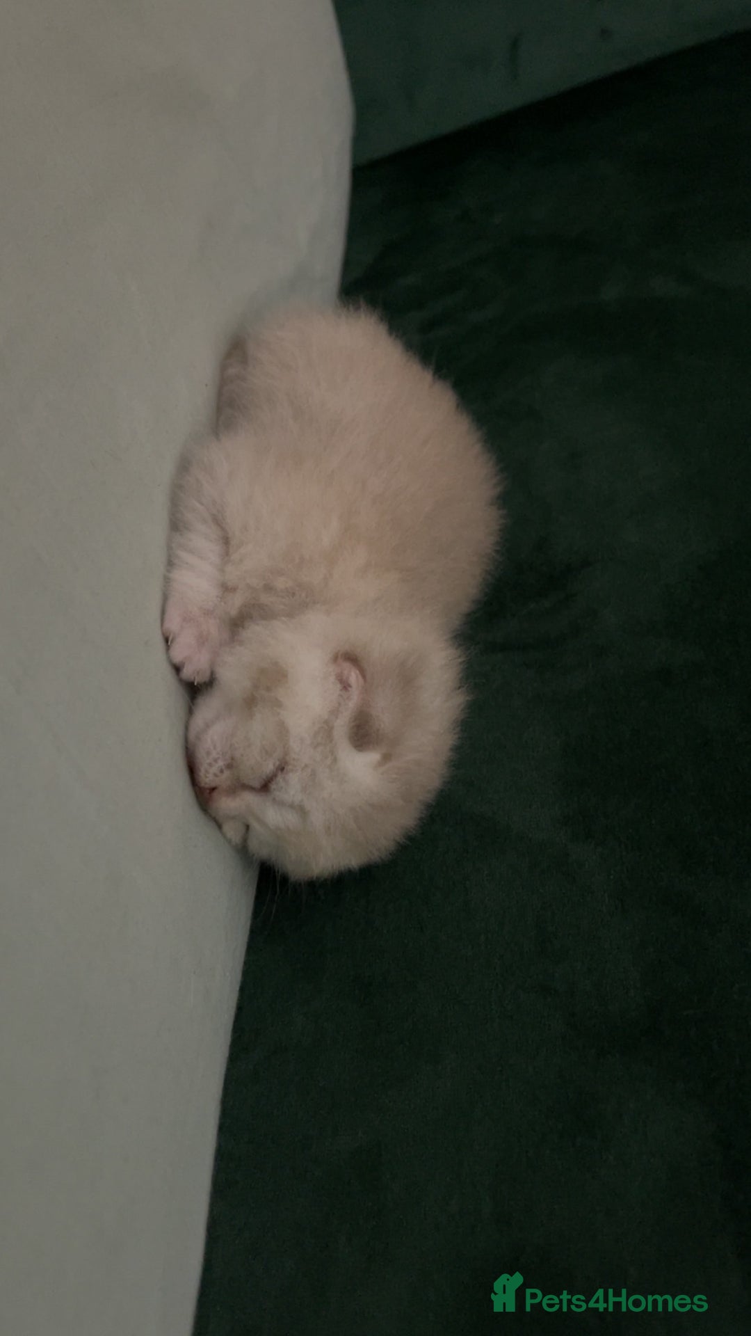 British Shorthair cats for sale: British Shorthair Kittens - Image 7