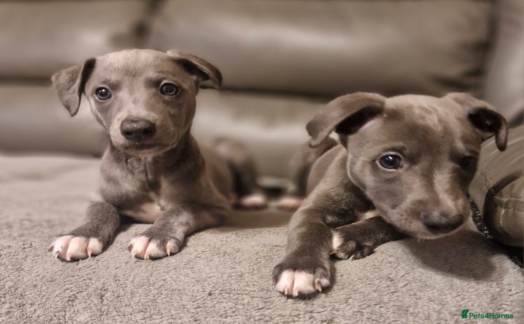 Whippet dogs - Advert 6