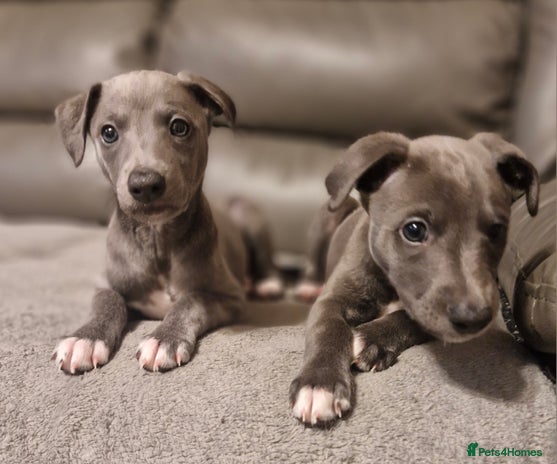 Whippet dogs - Advert 6