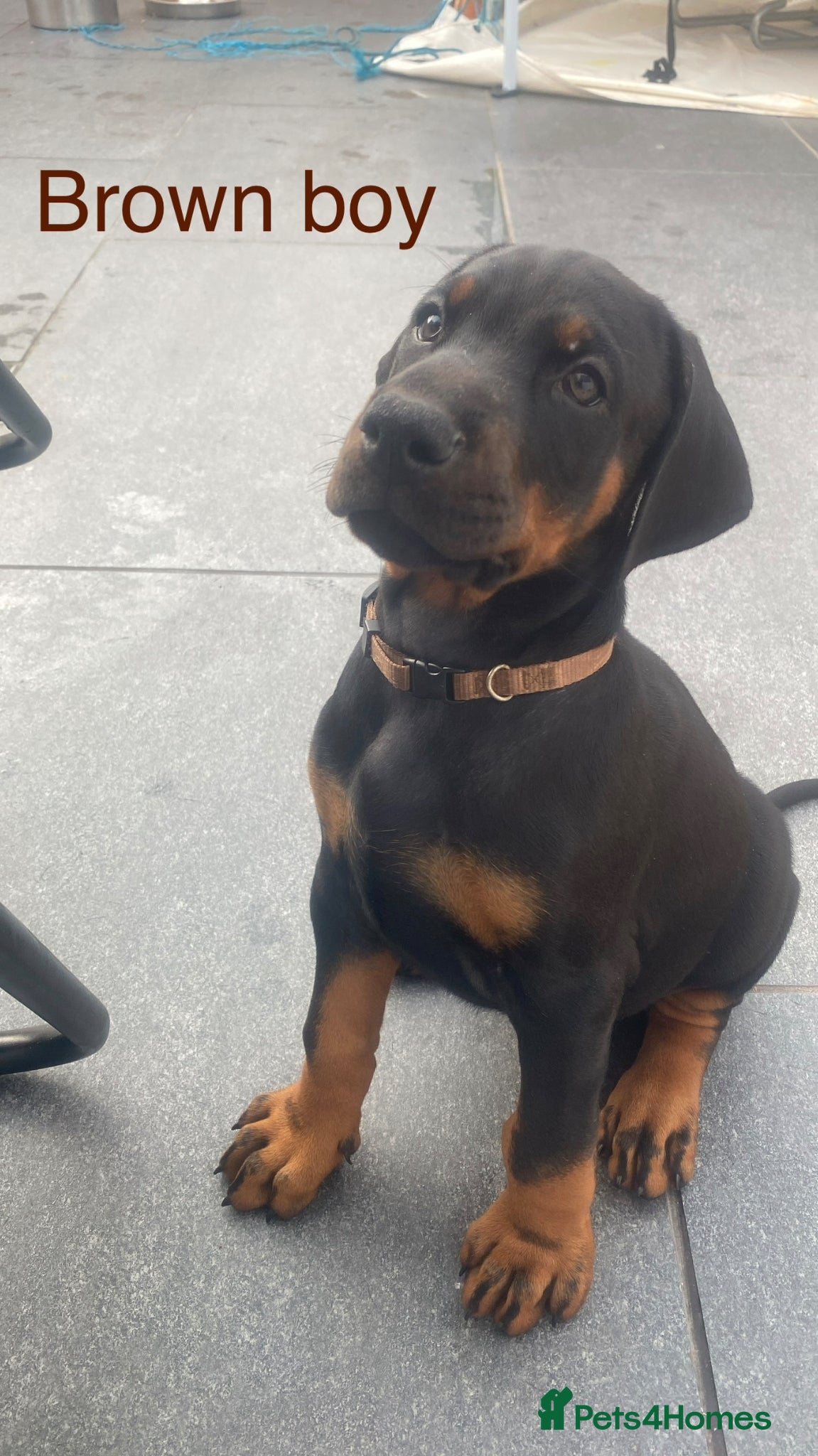 Dobermann dogs 3 Doberman puppies left  - Advert 5