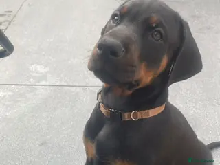 Dobermann dogs 3 Doberman puppies left - Advert 5