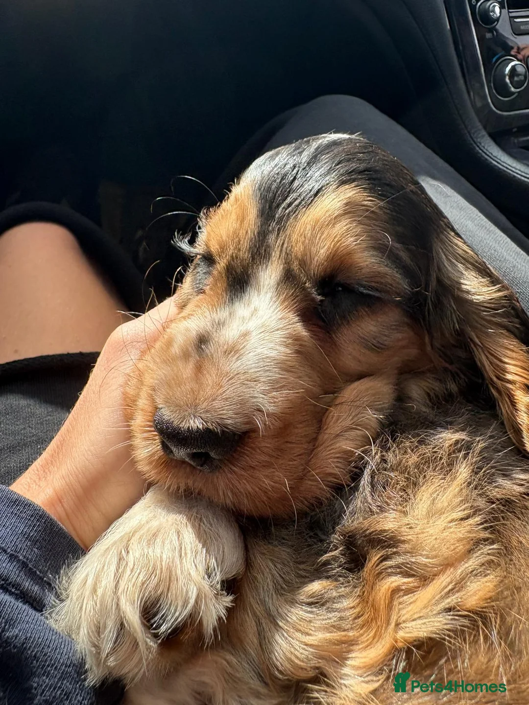 Cocker Spaniel dogs for sale: ✨ONE GIRL health tested KC show type babies✨ - Advert 1