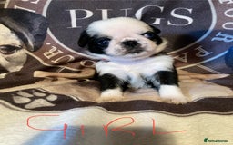 Pug dogs for sale: Stunning pug puppies health tested parents 🐶!!! - Image 2