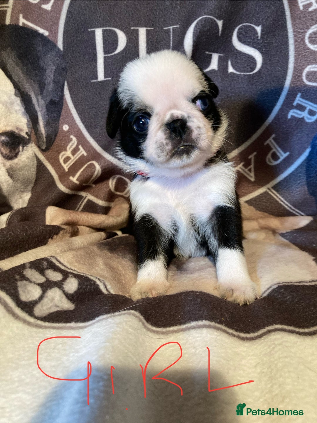 Pug dogs for sale: Stunning pug puppies health tested parents 🐶!!! - Image 2