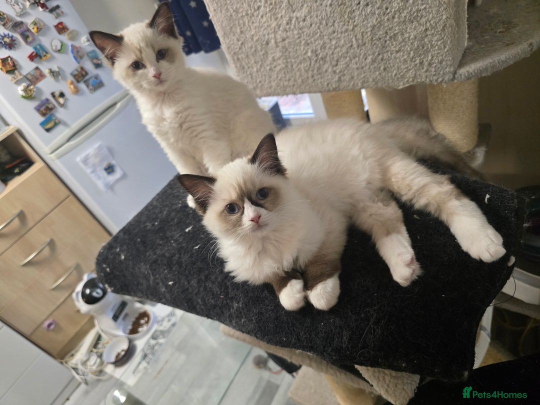Ragdoll cats for sale: Gccf registered little Queens available 🥰 - Advert 10
