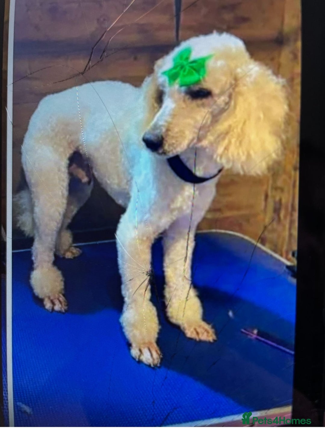 Cockapoo dogs for sale: F1 cockapoo puppies  - Image 3