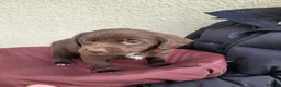 Mixed Breed dogs for sale: 3 beautiful springador girl puppy's  in Pontypool - Advert 2