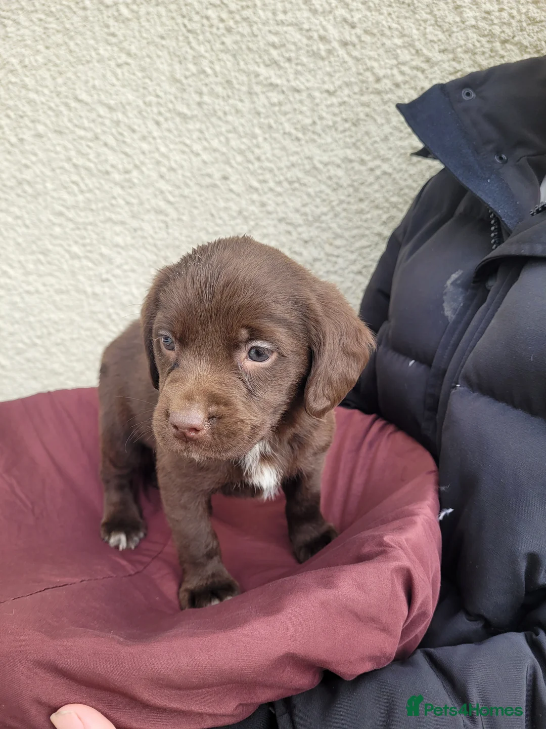 Mixed Breed dogs for sale: 3 beautiful springador girl puppy's  in Pontypool - Advert 2