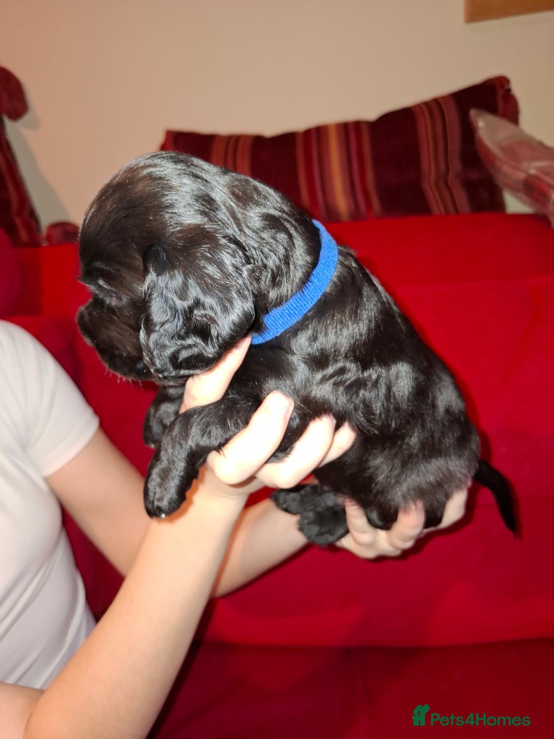 Cocker Spaniel dogs for sale: KC Registered Working Cocker Spaniel Puppies - Advert 10